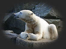 Knut - Der kleine Eisbr
